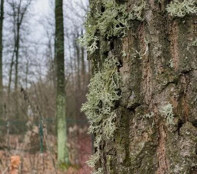 Lichen Covered Tree Trunk in Deciduous Woodland Stock Photos