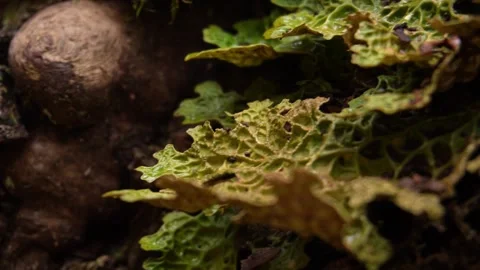 Lichen-Covered Tree Trunk Stock Footage 254525049