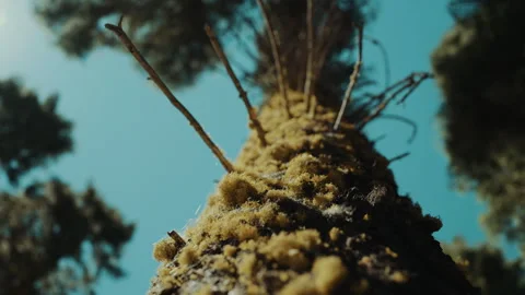 Lichen covered tree trunk looking up to the canopy in California Video stock 348048233