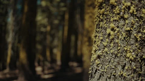 Lichen covered tree trunk in a shady conifer forest in California Video stock 348047744