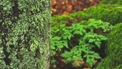 Lichen-covered trunk in a beech forest with the leaves shaking in a light breeze Stock Footage 214433195