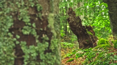 Lichen-covered trunk in a beech forest with the leaves shaking in a light breeze Stock Footage 214467796