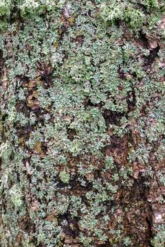 Lichen covers rough, textured tree bark Stock Photos