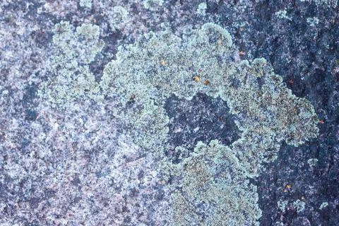 Lichen on Dark Gray Rock Surface Stock Photos