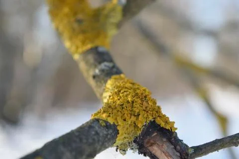 Lichen on a dry branch of a tree. Close up. Stock Photos