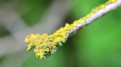 Lichen Stock Footage 24446060