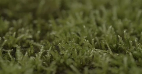 Lichen In A Forest Glade Video stock 150671425