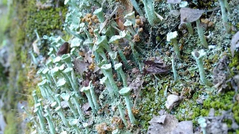 Lichen found in Collserola during winter Stock Footage 104066366