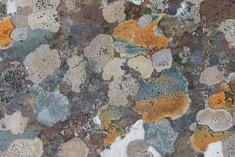 Lichen on Gravestone Stock Photos