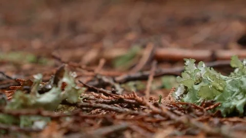 Lichen on ground macro 1 Wet Rainy Cascade Mountain Oregon Forest in Spring Stock Footage 81761342