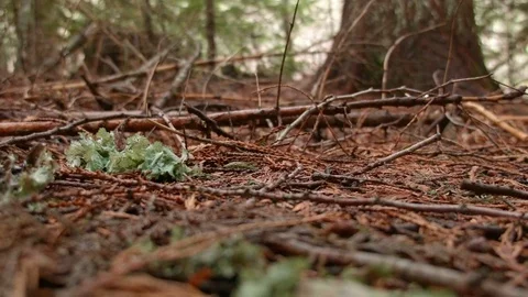 Lichen on ground macro 2 Wet Rainy Cascade Mountain Oregon Forest in Spring Stock Footage 81761695