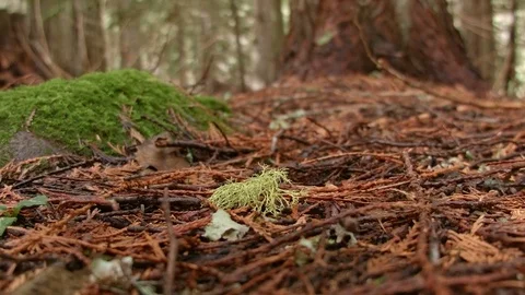 Lichen on ground macro 3 Wet Rainy Cascade Mountain Oregon Forest in Spring Stock Footage 81762561