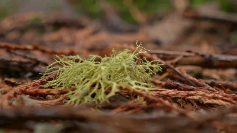 Lichen on ground macro 5 Wet Rainy Cascade Mountain Oregon Forest in Spring Video stock 81762075