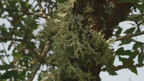Lichen growing and covering tree trunk backdrop stock footage Stock Footage 337939400