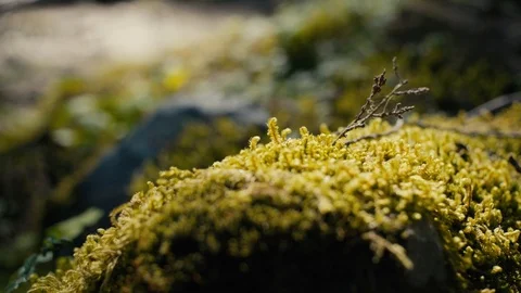 Lichen growing on the forest floor Stock Footage 93210387