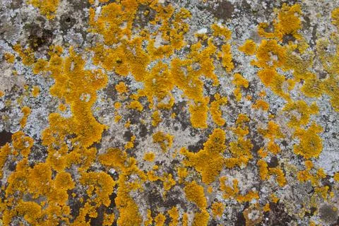 Lichen growing Stock Photos
