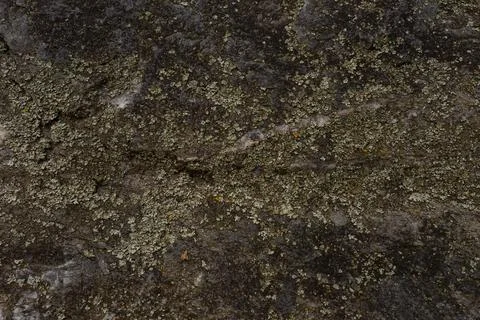 Lichen growing on rough stone surface with natural texture Stock Photos