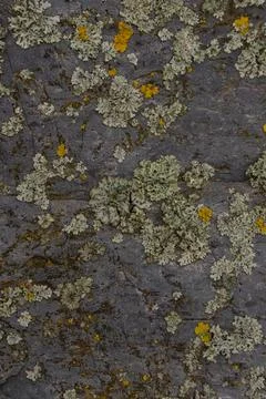 Lichen growing on rough stone surface with natural texture in Czech Republic Stock Photos