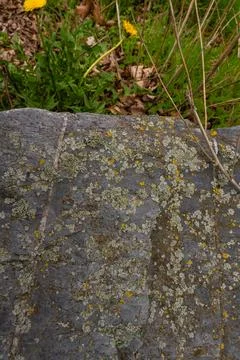 Lichen growing on rough stone surface with natural texture in Czech Republic Stock Photos