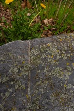 Lichen growing on rough stone surface with natural texture in Czech Republic Foto stock