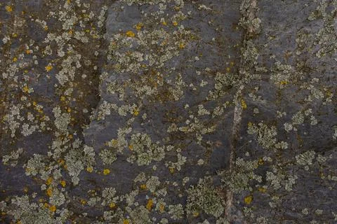 Lichen growing on rough stone surface with natural texture in Czech Republic Stock Photos
