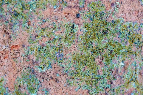 Lichen growing on rough stone surface Stock Photos