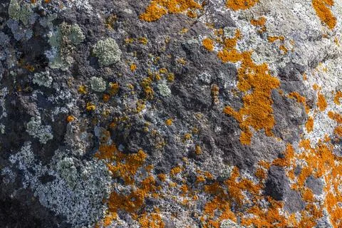 Lichen growing on rugged rock surface in natural setting - texture Stock Photos