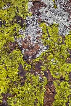 Lichen growing on the stone Stock Photos