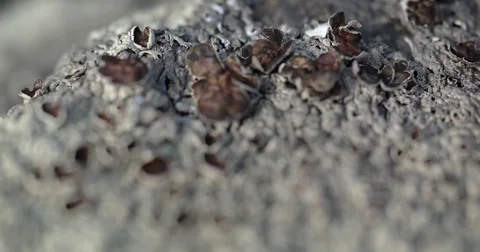 Lichen Growing on a Stone Surface. 4k video Stock Footage 71660064