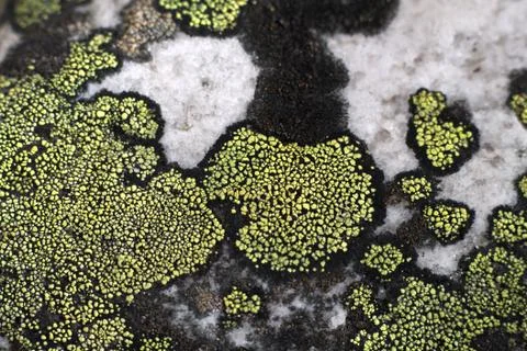 Lichen growing on surface of the stone Stock Photos