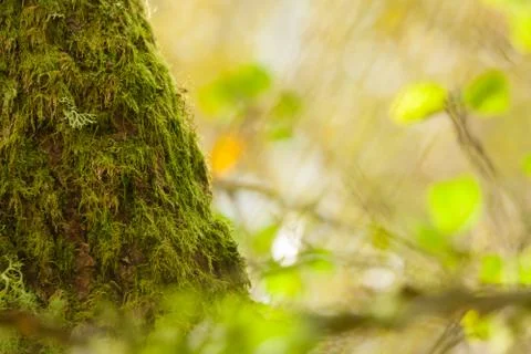 Lichen growing on a tree background Stock Photos
