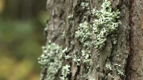 Lichen growing on a tree bark. Close-up shot. Stock Footage 115324373