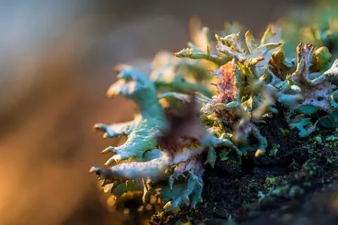 Lichen Growing on Tree Bark Extreme Macro Nature Detail Close Up Stock Photos