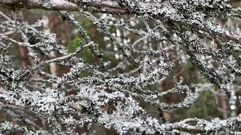 Lichen growing on a tree branch Stock Footage 234245719