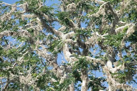 Lichen growing on a tree branch Stock Photos