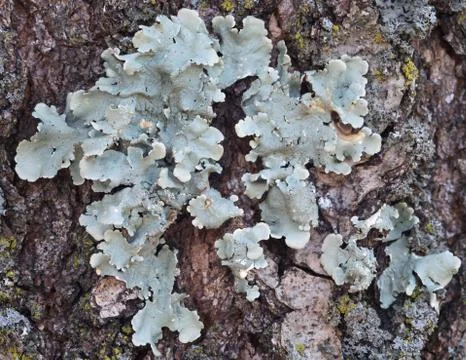 Lichen growing on tree Stock Photos
