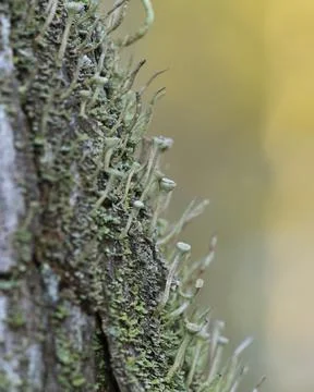Lichen growing on tree Stock Photos