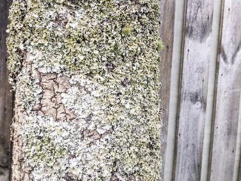 Lichen growing on tree trunk Stock Photos