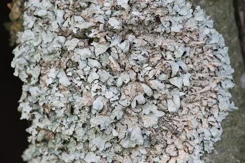 Lichen growing on the tree trunk. Stock Photos