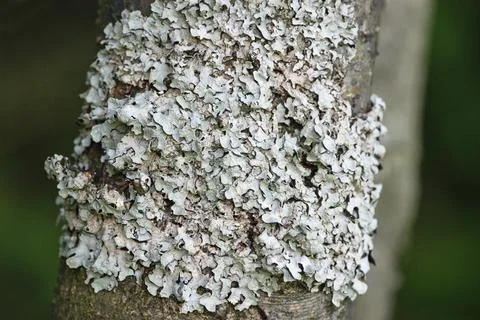 Lichen growing on the tree trunk. Stock Photos