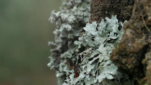 Lichen grows on the bark of pine trees. Видео 154173128