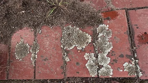 Lichen Grows on Brick Paving Stock Footage 272406964