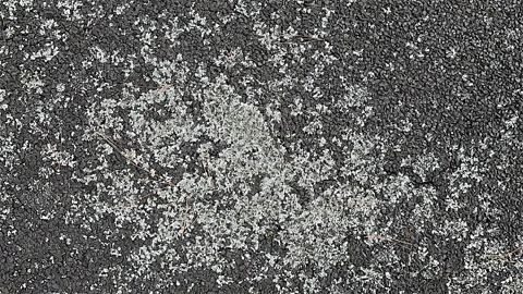 Lichen Grows on Road Surface Stock Footage 272406512