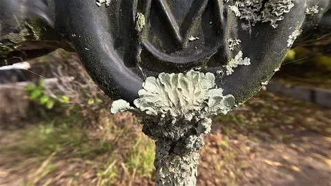 Lichen Grows on Steel Gate Stock Footage 272405198