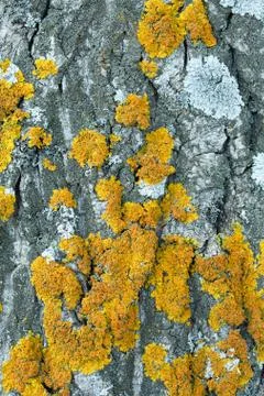 Lichen grows on a tree bark. Stock Photos