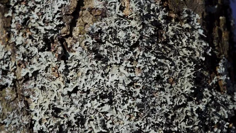 Lichen that grows on a tree panorama Stock Footage 87890542