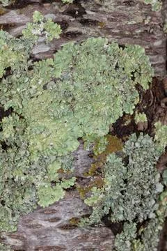 Lichen grows on the trunk of a cherry tree. Stock Photos