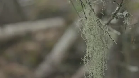 Lichen Hanging From a Tree, 4K, CLog Stock Footage 198088441