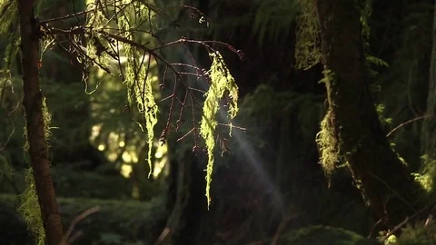 Lichen hanging off tree in forest 03 動画素材 82872609