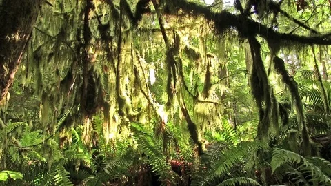 Lichen hanging off trees in forest 01 스톡 동영상 82872634